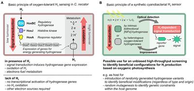 Toward a synthetic hydrogen sensor in cyanobacteria: Functional production of an oxygen-tolerant regulatory hydrogenase in Synechocystis sp. PCC 6803